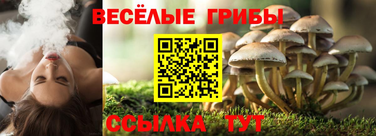 Галлюциногенные грибы Psilocybine cubensis Красногорск